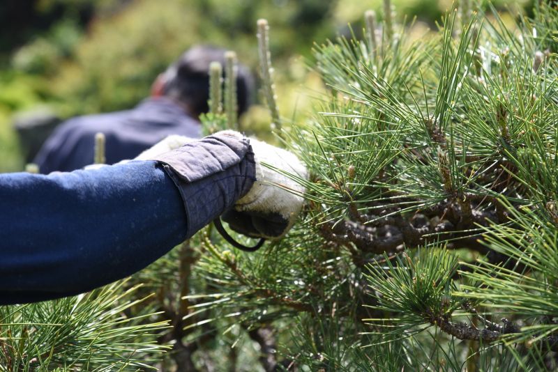 Beech Tree Pruning in Reno, NV