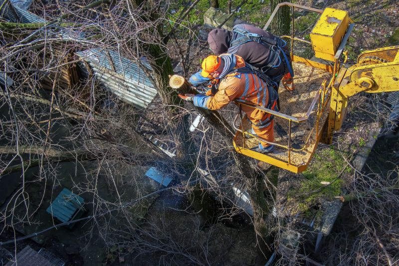 Fallen Tree Removal