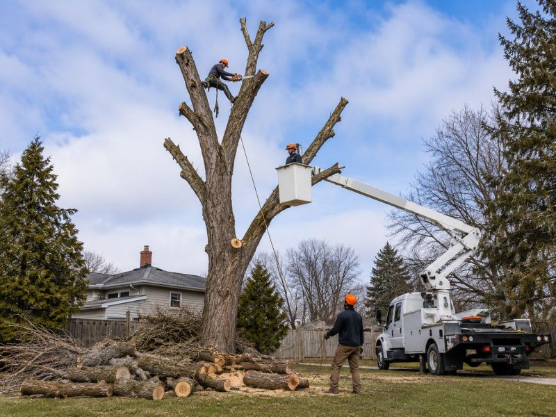 Dogwood Tree Removal in Aiken, SC
