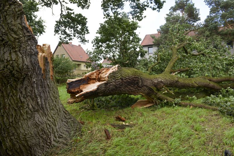 Elm Tree Removal in Allentown, PA