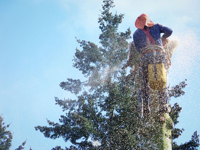 Emergency Tree Removal in Montgomery County, PA