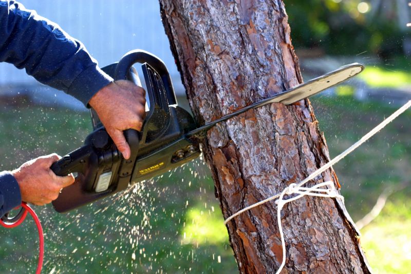 Fallen Tree Removal in Doylestown, PA