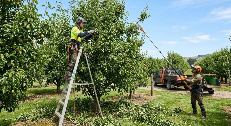 Pear Tree Pruning in Reno, NV