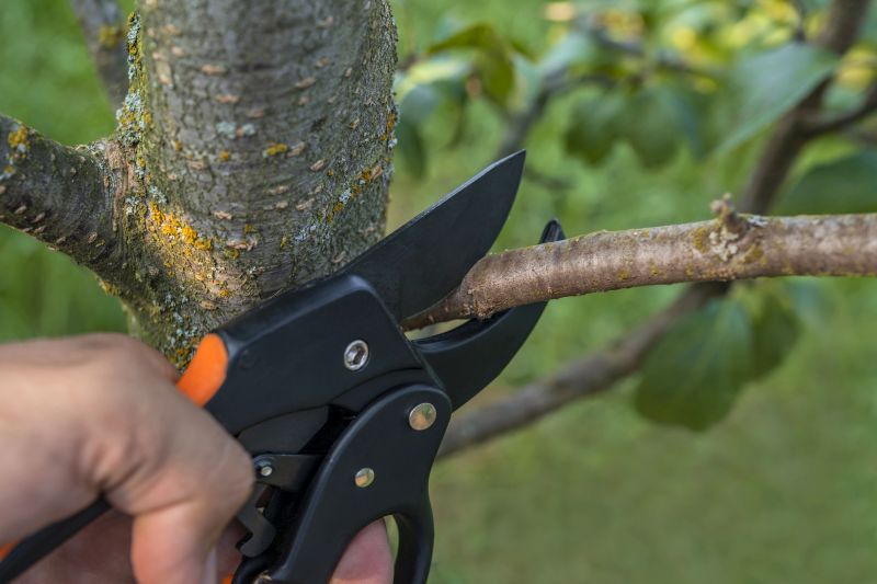 Spruce Tree Removal in Pottstown, PA