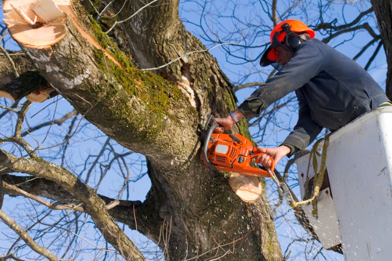 Emergency Tree Removal