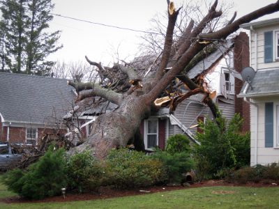 Get a Fallen Tree Professionally Removed