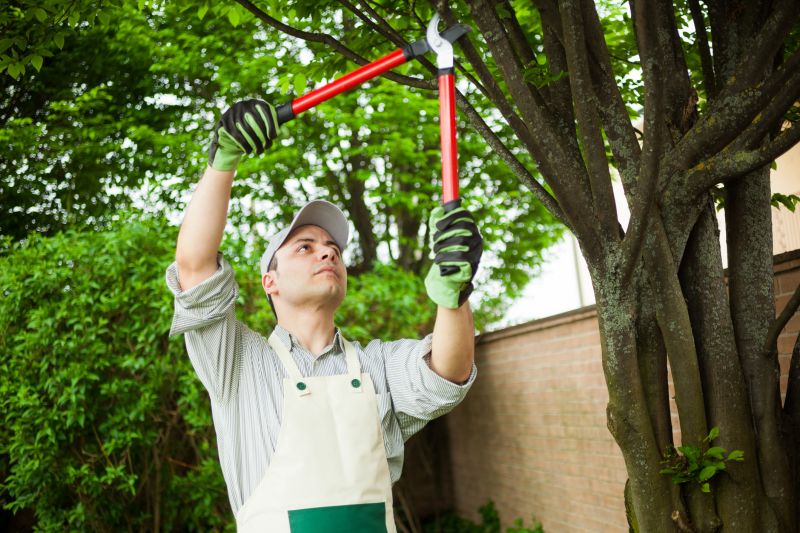 Tree Branch Cutting in Reno, NV
